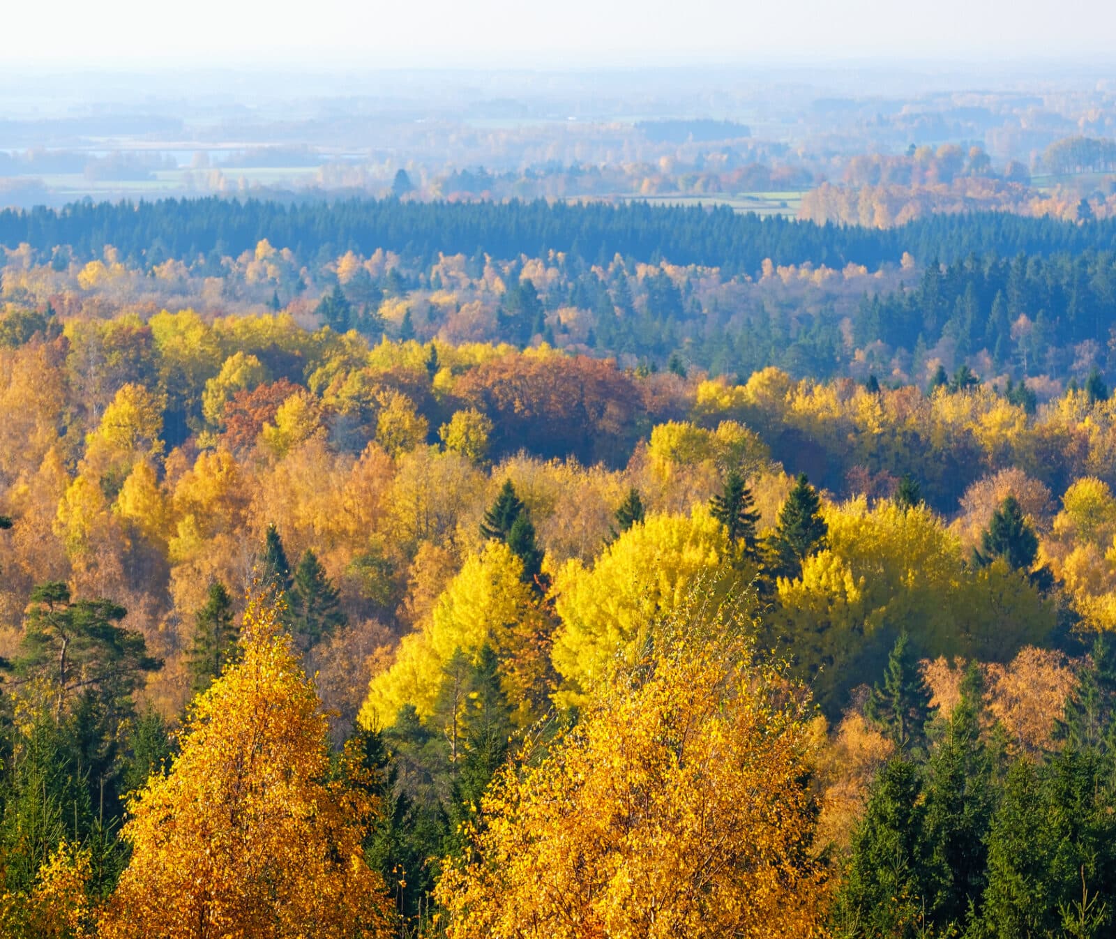 Skog, lövträd, barrträd, Sverige