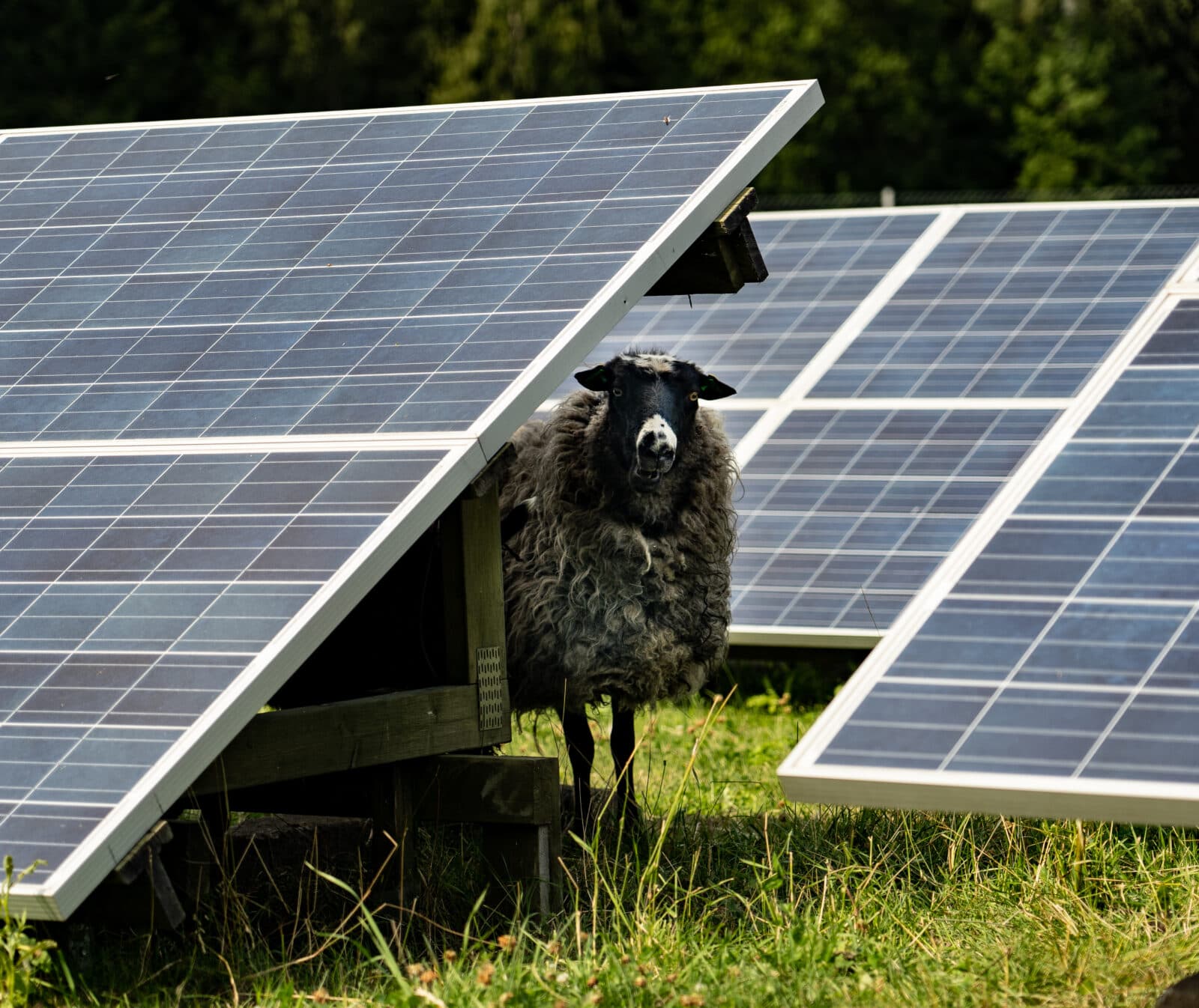 solceller, solpark, får, etc, miljömärkt, solenergi, elenergi, solkraft